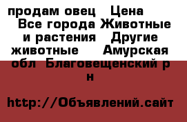  продам овец › Цена ­ 100 - Все города Животные и растения » Другие животные   . Амурская обл.,Благовещенский р-н